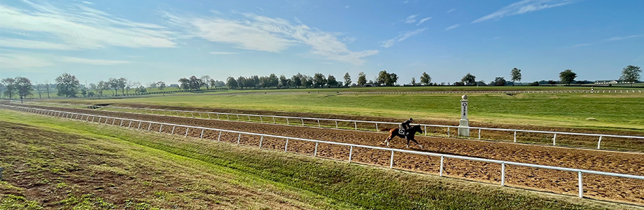 blackwood stables banner 1